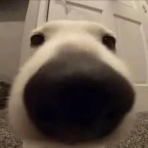 Meet your Posher, Ken